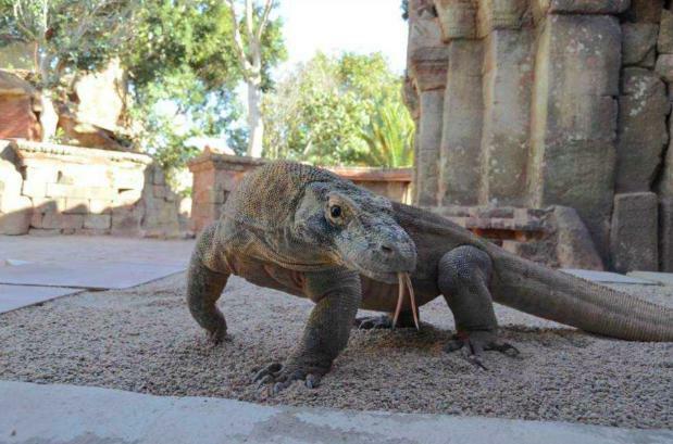 La Casa De La Higuerita Daire Fuengirola Dış mekan fotoğraf